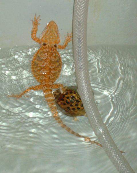 warrick in bath