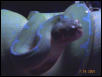GTP