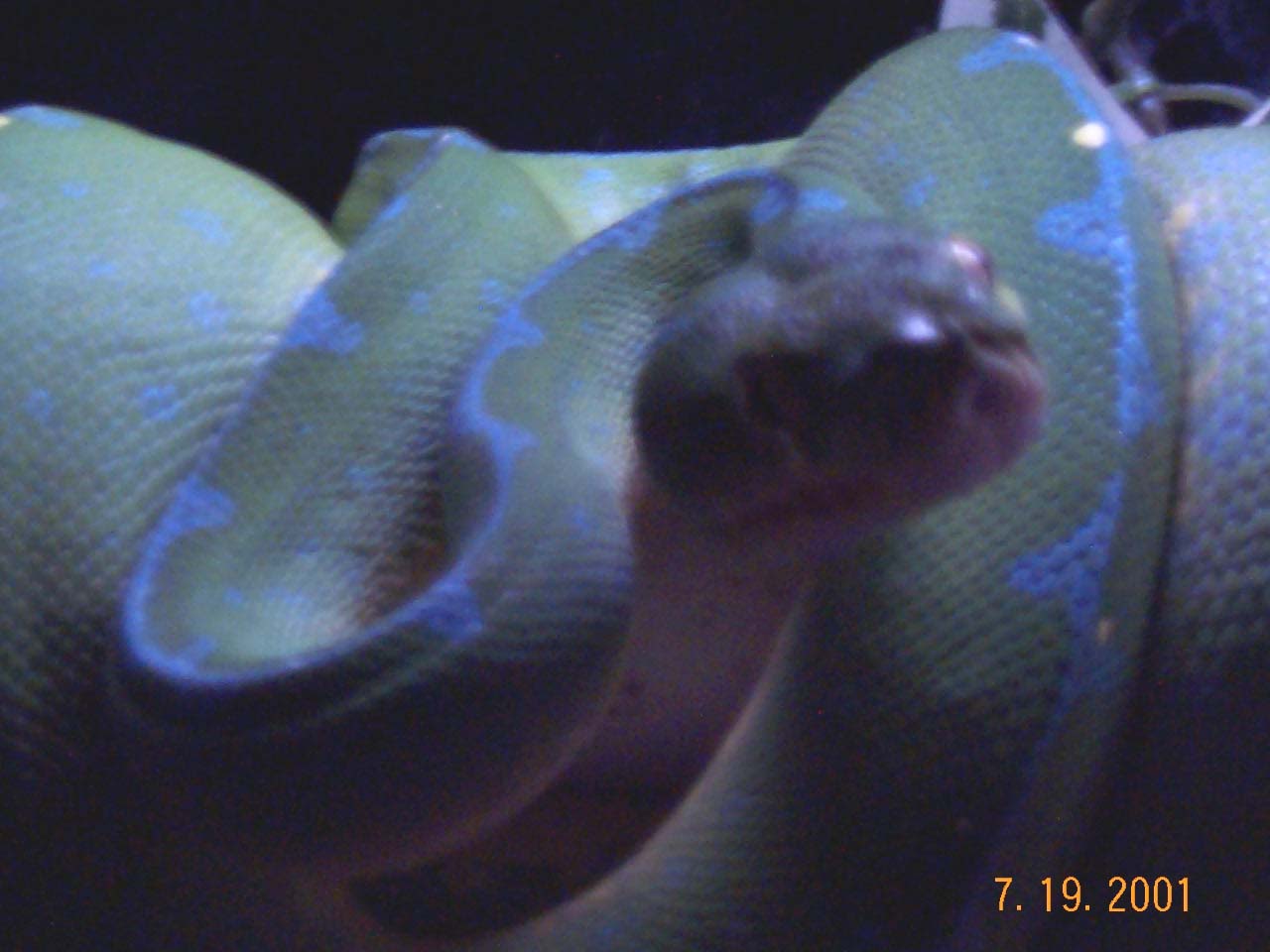 GTP