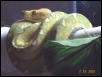 GTP-Biak