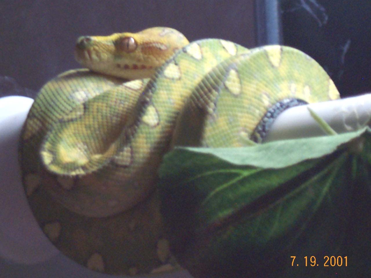 GTP-Biak