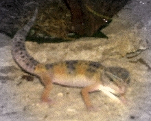 Lizzie's pic