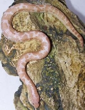 snowboa