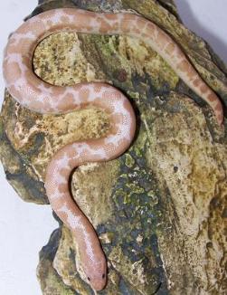 snowboa