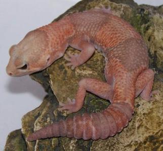 albino fat tail