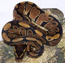 ball python