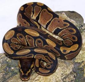 ball python