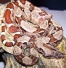 double het sunglow