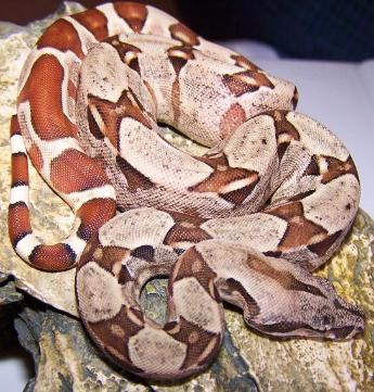 double het sunglow
