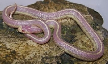 albinostripcalking