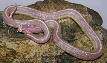albinostripcalking