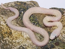 luerat