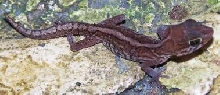 pictus