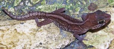 pictus