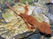 redcrested