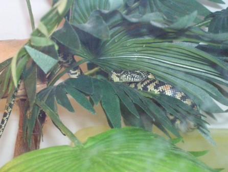 king snake between plants