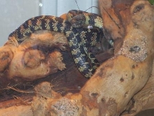 king snake basking