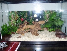 king snake setup