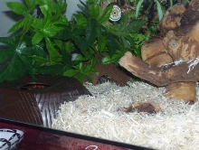king snake in hide