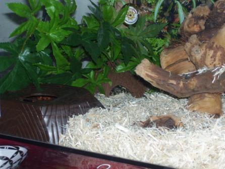 king snake in hide