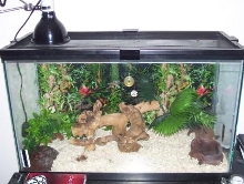 king snake setup zoomed out