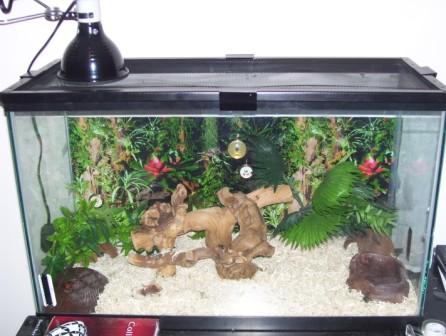 king snake setup zoomed out