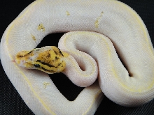 Paradox Ivory