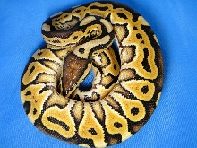 Desert Het Red