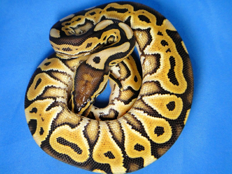 Desert Het Red