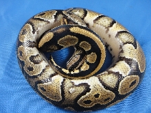 Unusual male