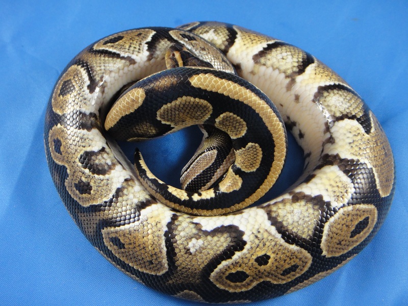 Unusual male