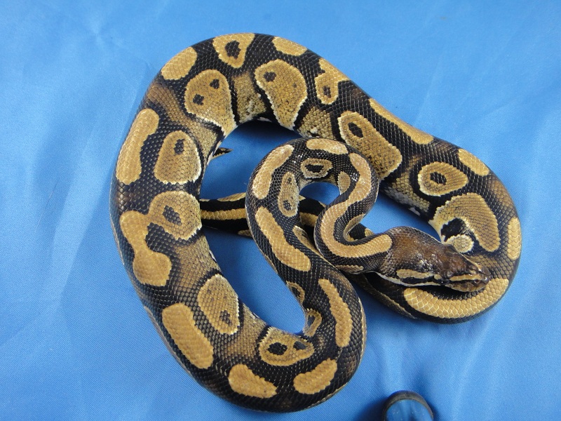 Unusual Normal