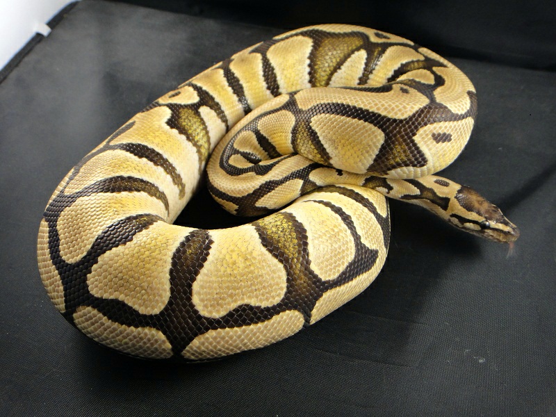 Desert Female