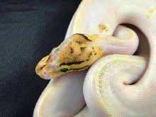 New Paradox Ivory Head