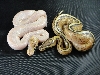 Paradox Ivory and Superstripe clutchmate