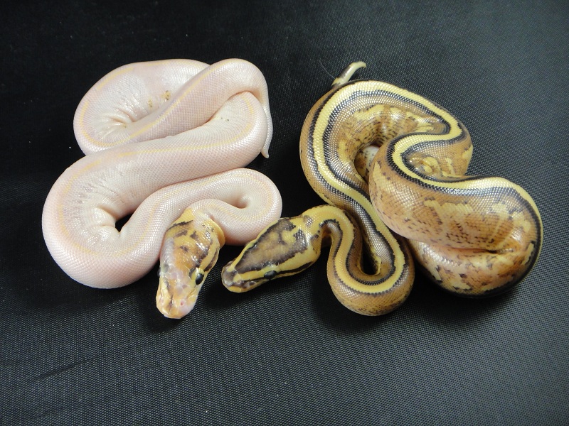 Paradox Ivory and Superstripe clutchmate
