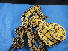 Pastel, Vanilla Pastel and SuperVanilla Pastel