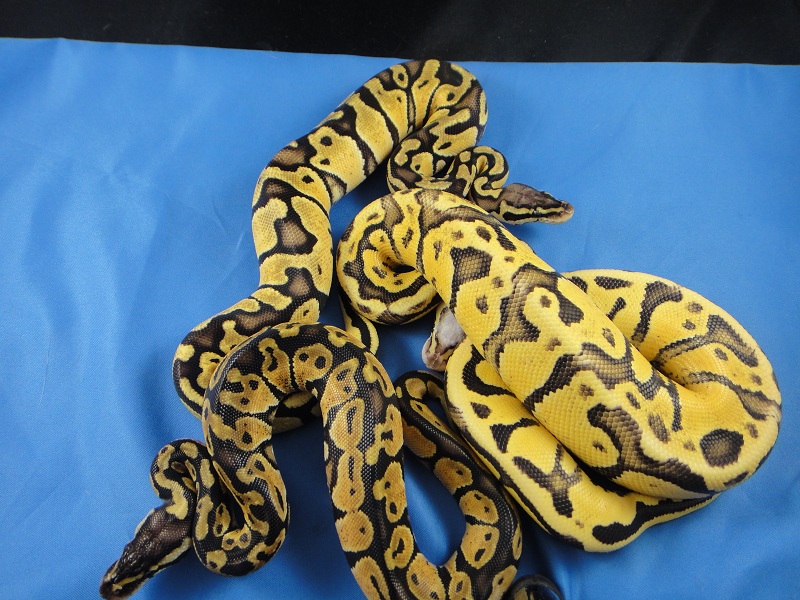 Pastel, Vanilla Pastel and SuperVanilla Pastel