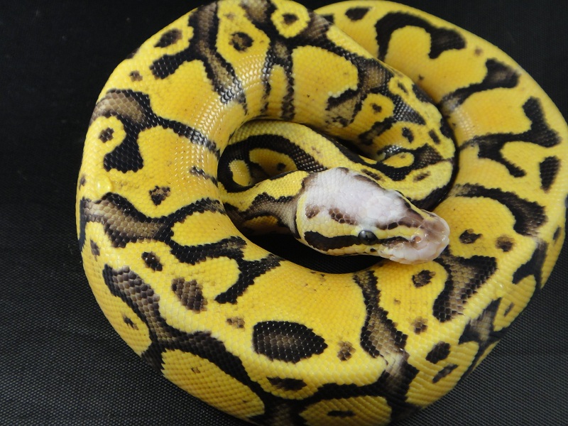 SuperVanilla Pastel