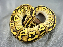 One of my 2011 Vanilla Pastaves being shy