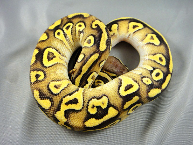 One of my 2011 Vanilla Pastaves being shy