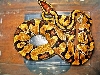 Enchi Breeder Male