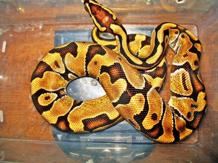 Enchi Breeder Male