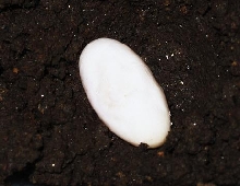 Egg from New Clutch