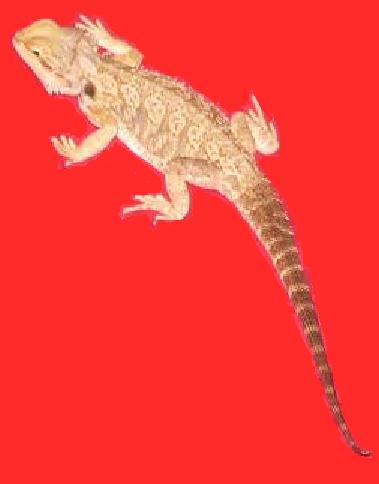 Rex - Male
