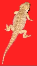 Sunny - Female
