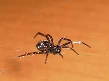 Unidentified Spider in Scotland No Flash