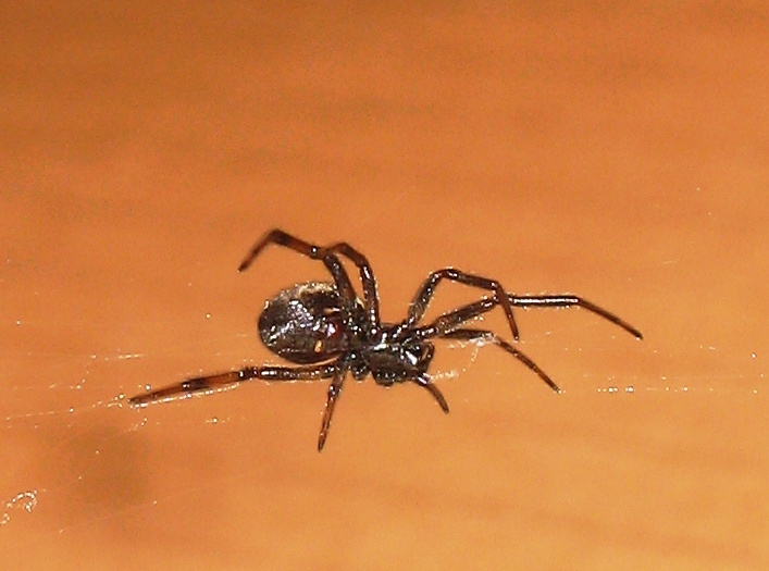 Unidentified Spider in Scotland No Flash