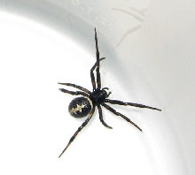 Unidentified Spider in Scotland With Flash