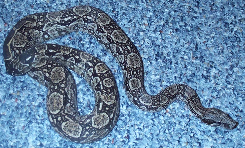 Male argentine